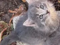 Котенок в дар