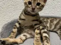Котята бенгалы, фотография 3