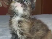 Мейн-кун девочка
