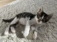 Отдам котенка в добрые руки, фотография 4