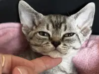 Девон рекс, фотография 2