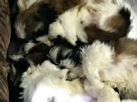 Продажа щенков