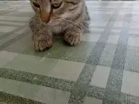 Котенок в дар, фотография 3