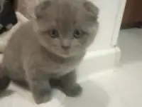 Шотладские котята, фотография 6