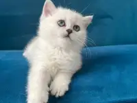 Британские котята