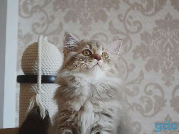 Скоттиш страйт, фотография 2