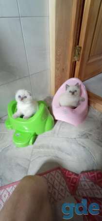 шотландские котята, фотография 6