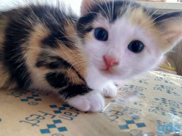 домашние котята, фотография 3