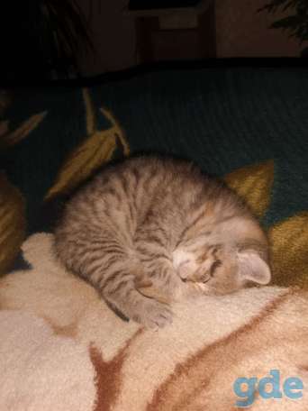 Шотландский котенок, фотография 2