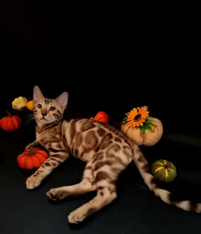 Бенгальские котята, фотография 1