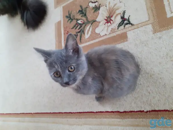 Отдам котят, фотография 3