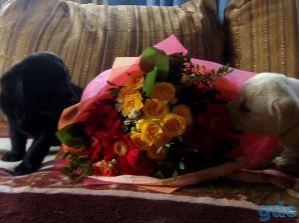 Чистокровные щенки лабрадора ретривера, фотография 3