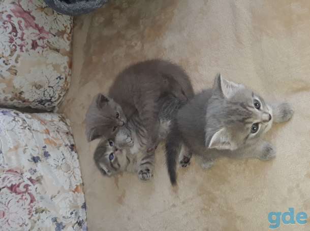 Продам котят, фотография 5