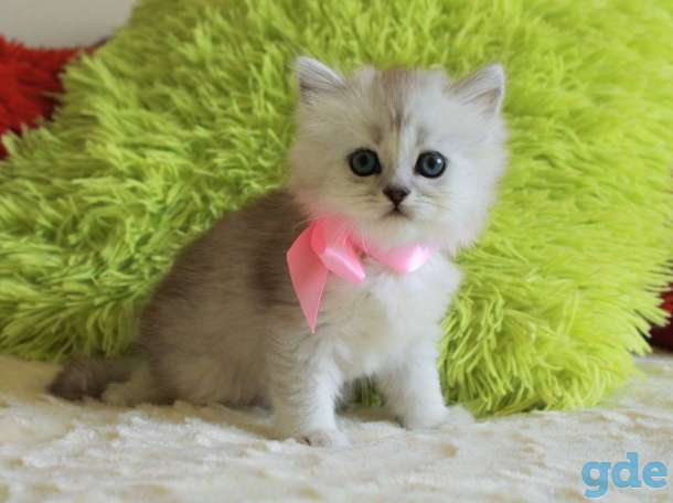 Шотландские котята, фотография 1