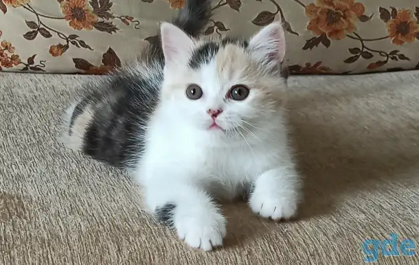Шотландские котята яркого окраса, фотография 6