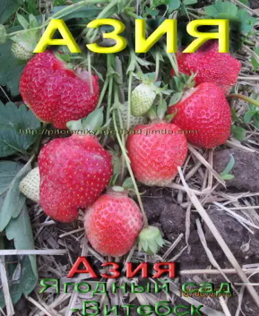CАЖЕНЦЫ КЛУБНИКИ -50 сортов - купить в Гродно и Могилеве  с питомника, фотография 15