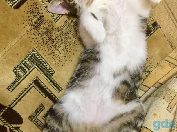Котик в добрые руки, фотография 3
