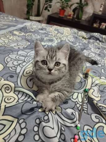 Шотланский котенок, фотография 2