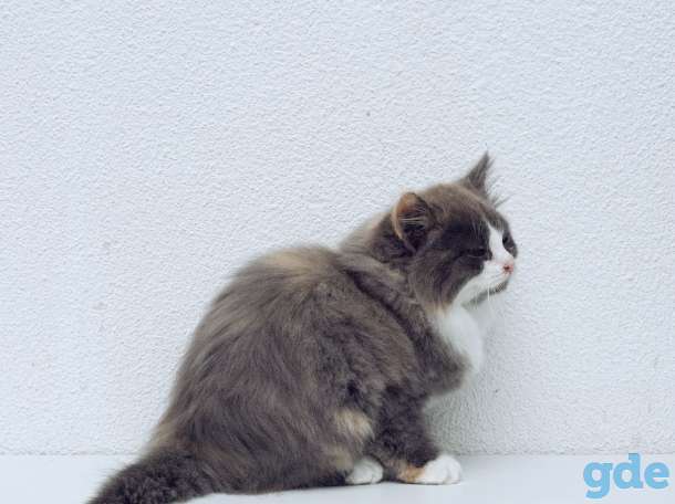 котята в дар, фотография 1
