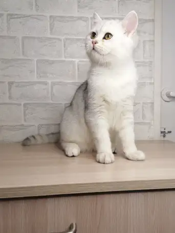 Британский котёнок, фотография 2