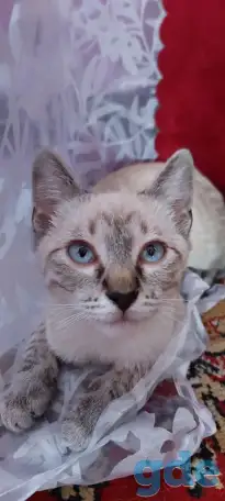Котенок в дар, фотография 1