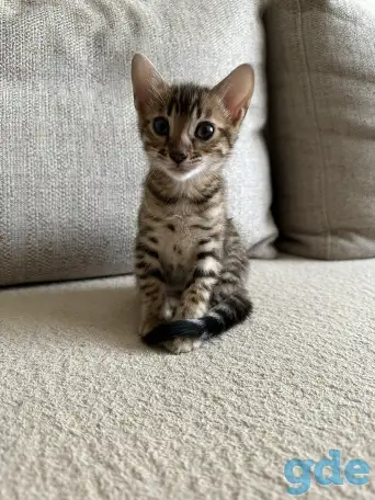 Котенок бенгальский, фотография 3
