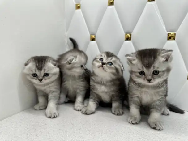 Шотландские котята, фотография 1
