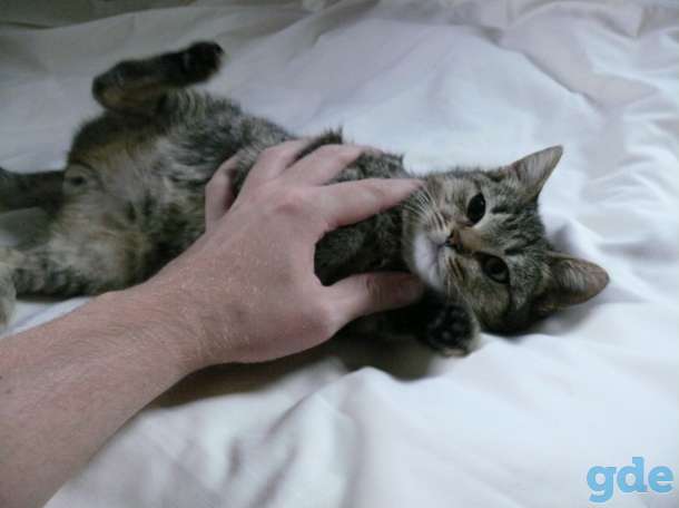 Отдам котят в хорошие руки (даром), фотография 2