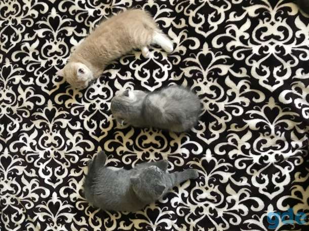 Котята Шотландцы, фотография 1