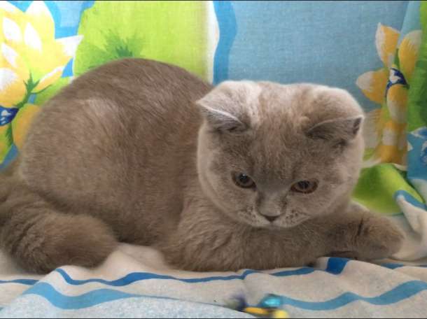 Лиловая британская кошечка, фотография 2