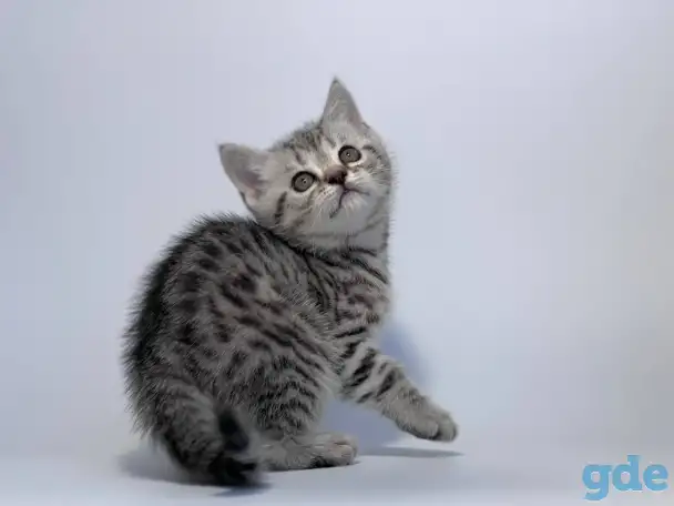 Котенок шотландский прямоухий, кот, окрас SFS 71 ns24, серебро, фотография 5