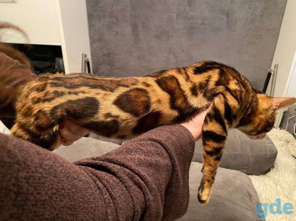 Бенгальский кот, фотография 1