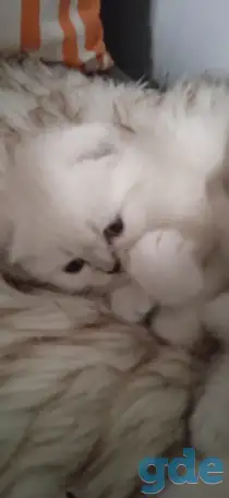 Шотландские котята, фотография 12