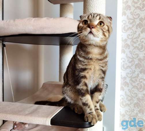 Шотландский котенок Шоколадный мрамор, фотография 4