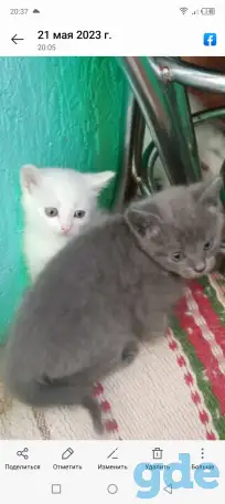 Отдам котят в добрые руки, фотография 1