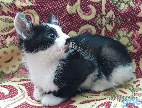 Котёнок мальчик котята в Гомеле кошки питомцы, фотография 1