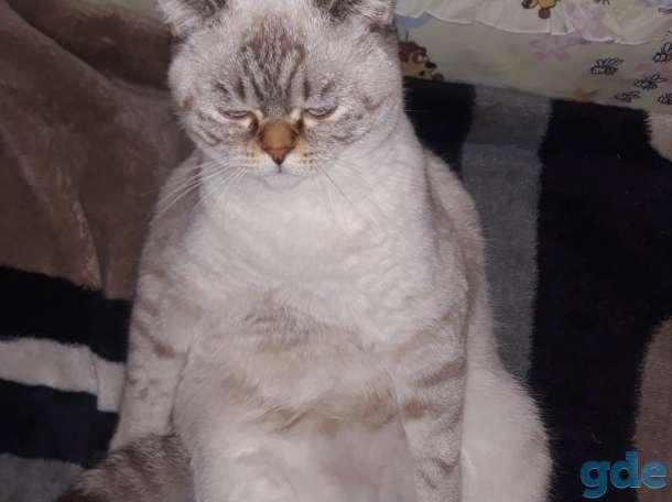 Шотландские котята, фотография 8