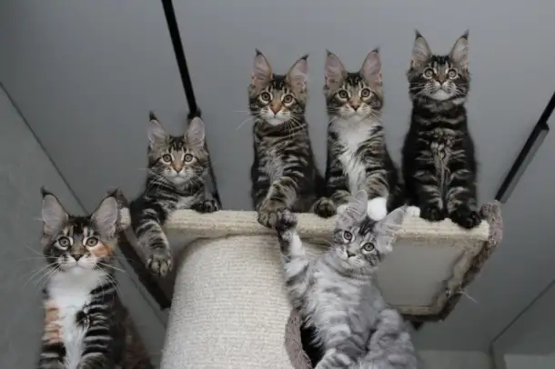 Котята мейн кун!, фотография 4