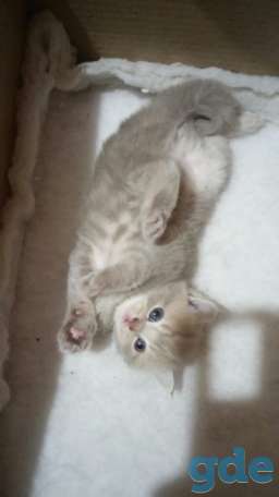 Вислоухий котенок, фотография 4