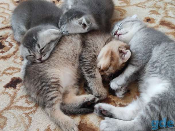 Шотландские котята, фотография 3