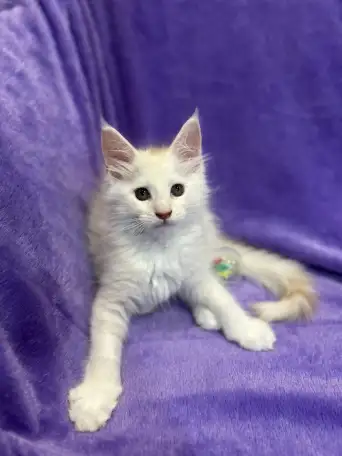 Котята мейн-кун, фотография 1
