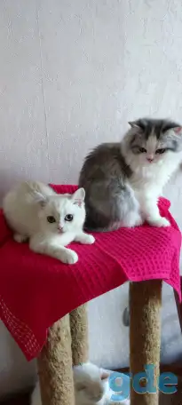 Шотландские котята с голубыми глазами, фотография 7