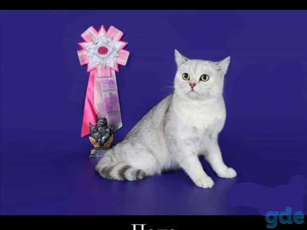 Котёнок, фотография 7