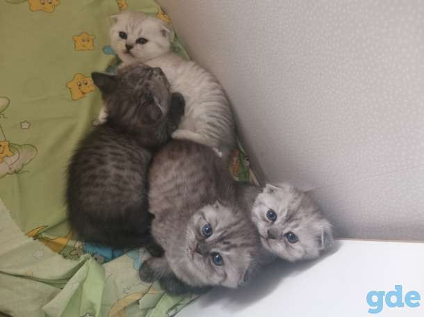 Шотландские котята, фотография 5