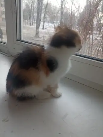 котёнок в дар, фотография 1