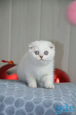Шотландские котята, фотография 2