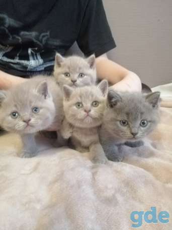 Котята Британские, фотография 1