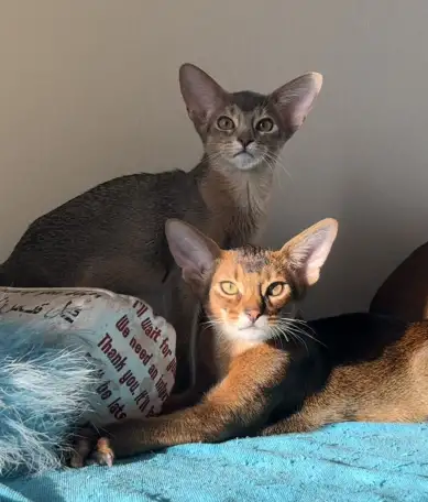 Абиссинские котята в Беларуси, фотография 6