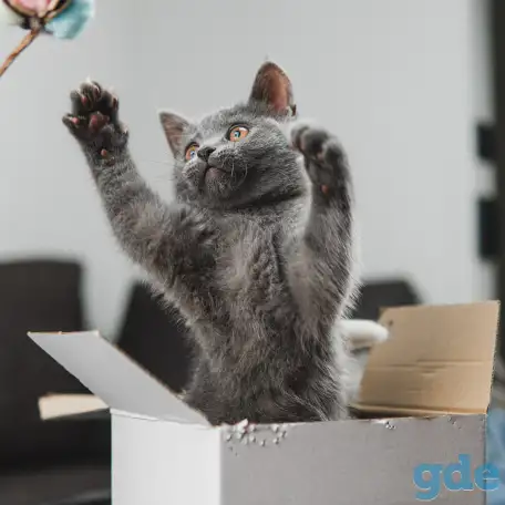 Шотландские котята, фотография 4