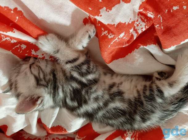 Шотландские котята, фотография 5